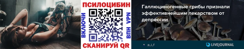 наркошоп  Пятигорск  Псилоцибиновые грибы Psilocybe 